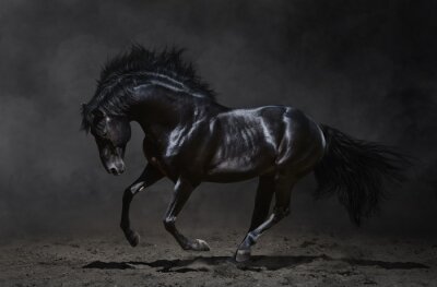 Papier peint  cheval noir au galop