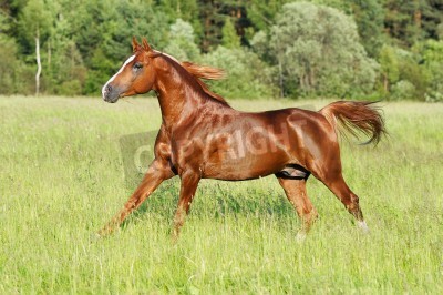 Papier peint  Cheval noir au galop