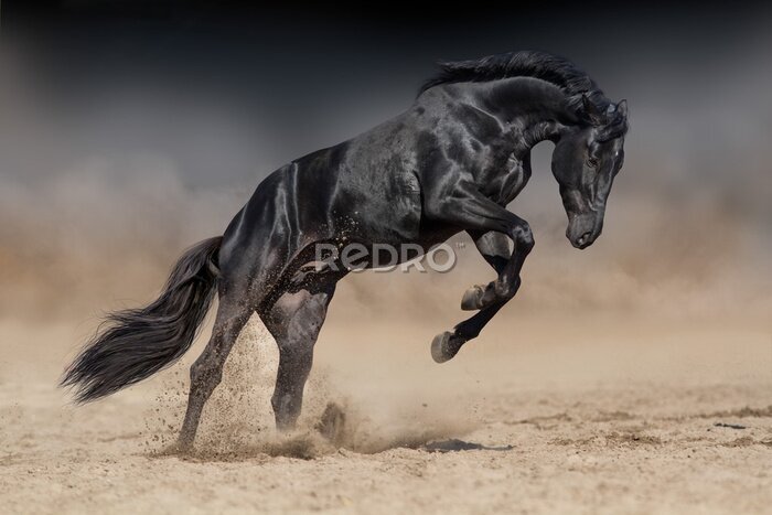 Papier peint  Cheval noir dans le désert