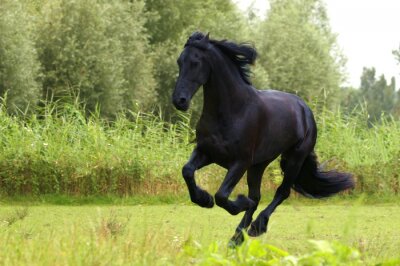 Cheval noir dans une prairie