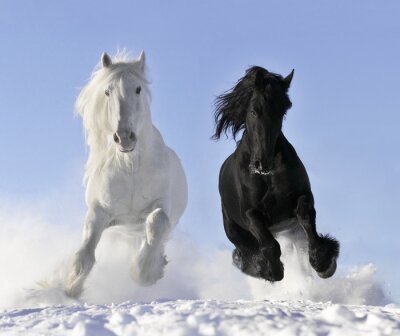 Papier peint  Cheval noir et cheval blanc