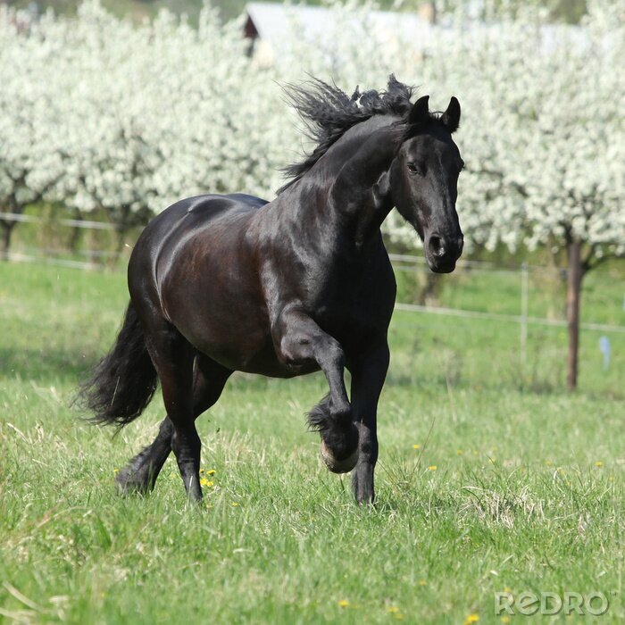 Papier peint  Cheval noir sur fond d'arbres