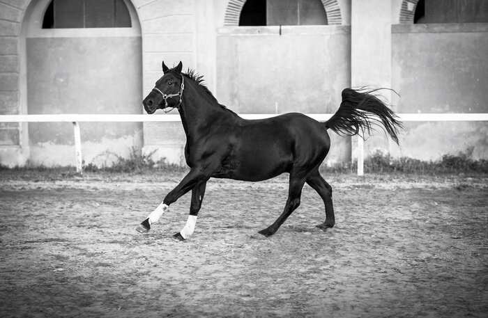 Papier peint  Cheval noir sur une piste d'entraînement