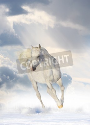 Papier peint  Cheval nuages et neige