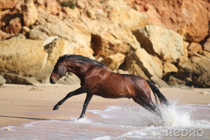 Papier peint  Cheval qui court dans l'eau