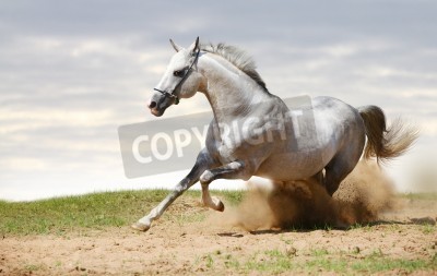 Papier peint  Cheval qui court dans le sable