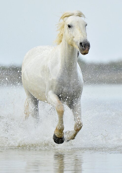 Papier peint  Cheval qui court sur la plage