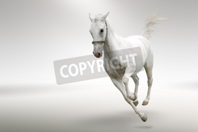 Papier peint  Cheval qui court sur un fond blanc