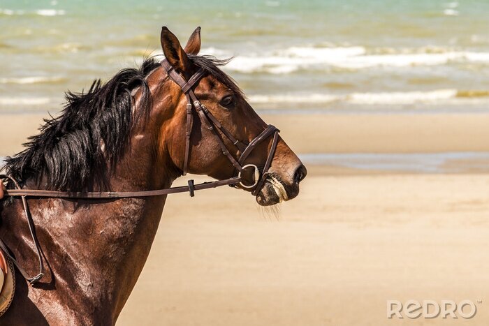 Papier peint  Cheval qui marche sur la plage