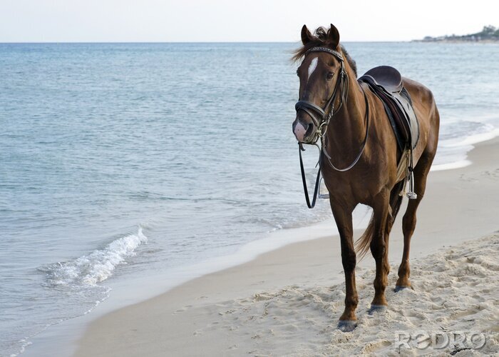 Papier peint  Cheval sellé sur la plage