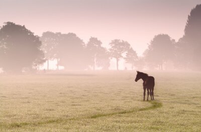 Cheval solitaire dans le brouillard