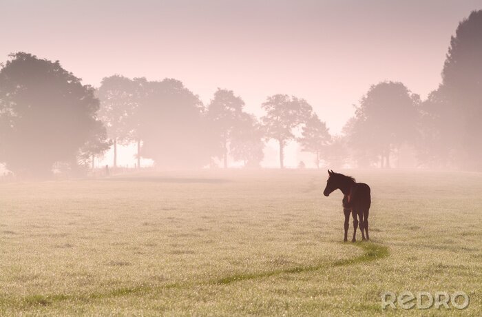 Papier peint  Cheval solitaire dans le brouillard