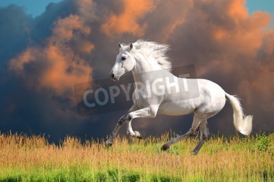 Papier peint  Cheval sur fond de nuages rouges