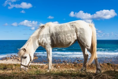 Papier peint  Cheval sur la plage