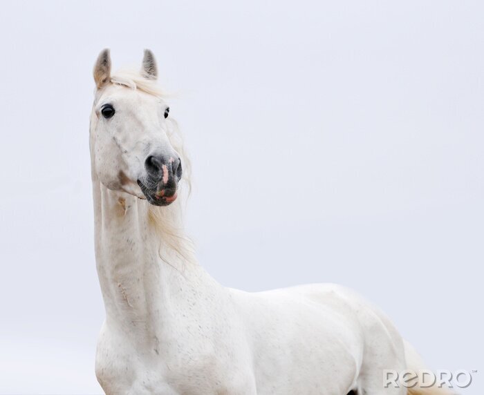 Papier peint  Cheval sur un ciel dégagé
