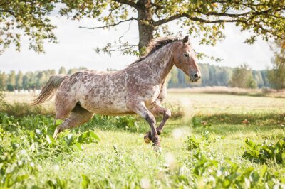 Papier peint  Cheval tacheté dans une prairie