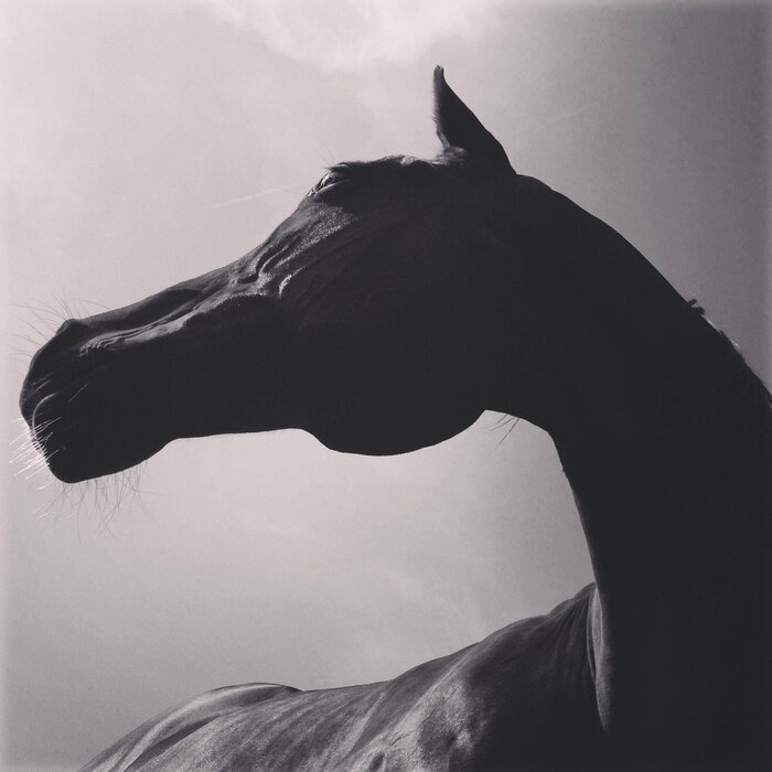 Papier peint  Cheval vu d'en bas