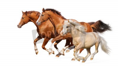 Papier peint  Chevaux 3D au galop