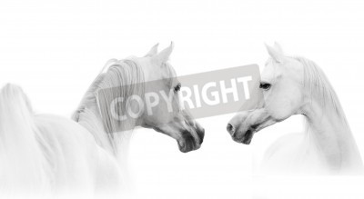 Papier peint  Chevaux arabes sur fond blanc