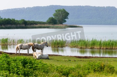 Papier peint  Chevaux au bord d'un lac