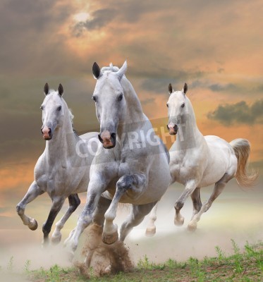 Papier peint  Chevaux au galop au soleil couchant