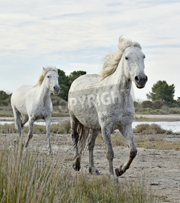Papier peint  Chevaux au galop dans le parc national