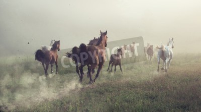 Papier peint  Chevaux au galop le matin