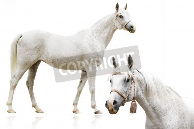 Papier peint  Chevaux blancs arabes