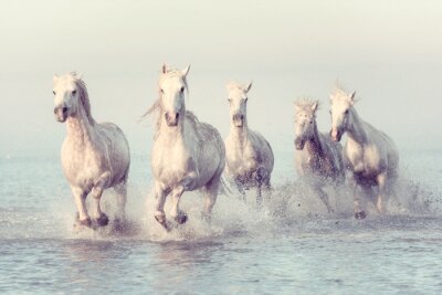 Papier peint  Chevaux blancs au galop sur la mer