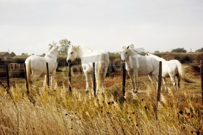 Papier peint  Chevaux blancs au milieu des prés marron