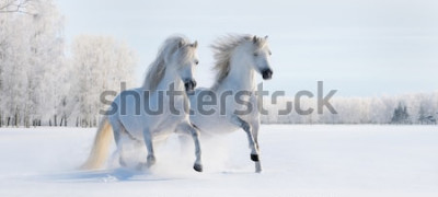 Papier peint  Chevaux blancs dans la neige