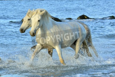 Papier peint  Chevaux blancs de Camargue