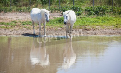 Papier peint  Chevaux blancs devant le lac