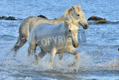 Papier peint  Chevaux blancs qui courent dans l'eau