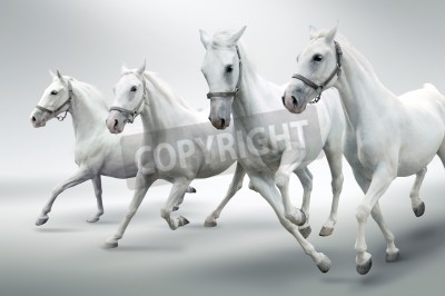 Papier peint  Chevaux blancs sur fond gris