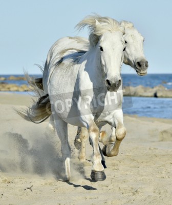 Papier peint  Chevaux blancs sur la plage