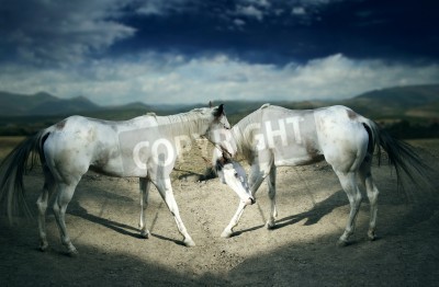 Papier peint  Chevaux blancs sur un chemin sablonneux