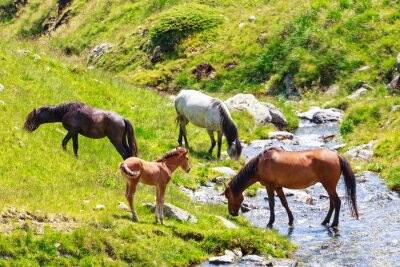 Papier peint  Chevaux buvant de l'eau