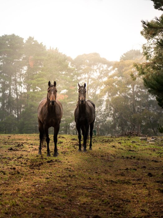 Papier peint  Chevaux dans la forêt