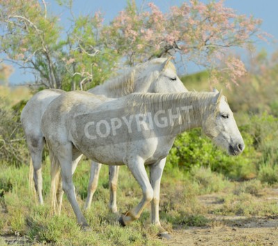 Papier peint  Chevaux dans le jardin vert