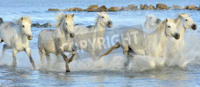Papier peint  Chevaux dans les vagues