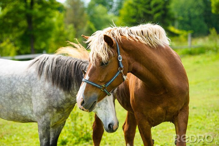 Papier peint  Chevaux dans un pré d'été