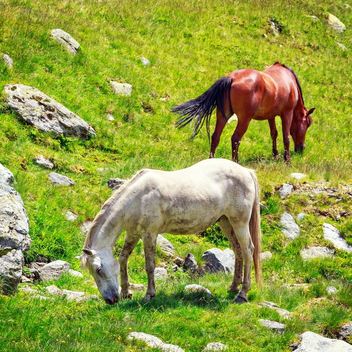 Papier peint  Chevaux dans un pré rocheux