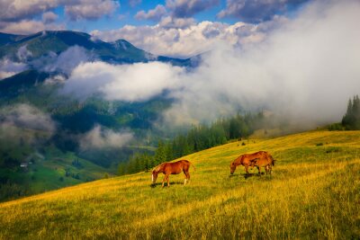 Papier peint  Chevaux dans une prairie près des montagnes