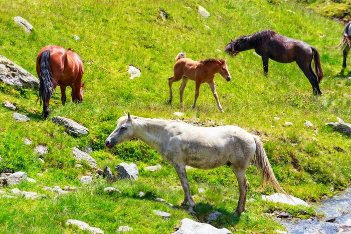 Papier peint  Chevaux de couleurs dans la prairie