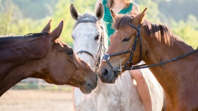 Papier peint  Chevaux de couleurs dans le paddock