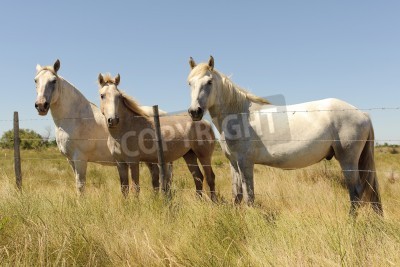 Papier peint  Chevaux derrière la clôture