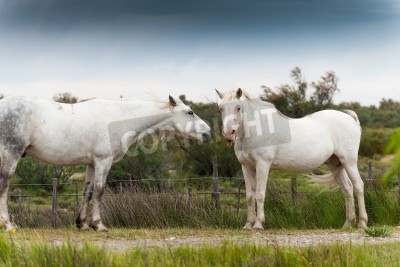 Papier peint  Chevaux devant l'enclos