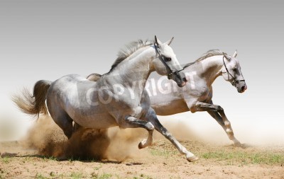 Papier peint  Chevaux en course