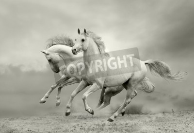 Papier peint  Chevaux en été